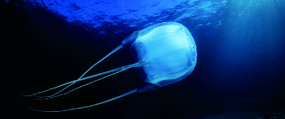 Experiments Reveal That Jellyfish May Learn Without Brains Experiments Reveal That Jellyfish May Learn Without Brains