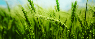 Genetic Super Crops May Help Us Fight Climate Change Genetic Super Crops May Help Us Fight Climate Change