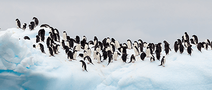 A Cool Discovery: Penguin Poop Powers Cloud Formation in Antarctica A Cool Discovery: Penguin Poop Powers Cloud Formation in Antarctica