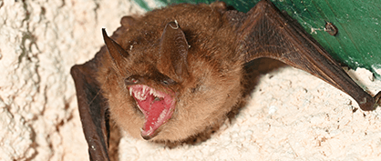 Fang-Tastic Fitness: Vampire Bats’ Unusual Metabolism Fang-Tastic Fitness: Vampire Bats’ Unusual Metabolism
