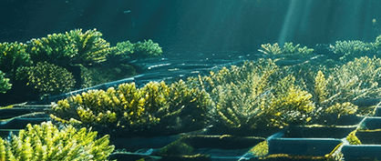 Submerged Solutions: How Artificial Reefs Rebuild Habitats