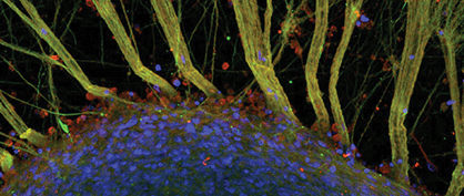 Human Neural Networks Human Neural Networks