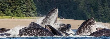 astronomy-earth-sci-archive-whales-led-astray-by-sun-1761
