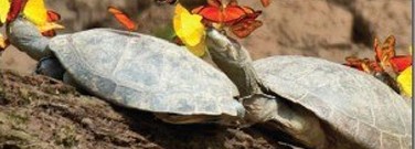 astronomy-earth-sci-archive-turtle-tearstasty-treat-1761