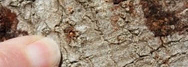 astronomy-earth-sci-archive-no-turning-back-diseased-oak-trees-1761