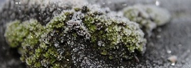 astronomy-earth-sci-archive-uncovering-moss-climate-change-1761