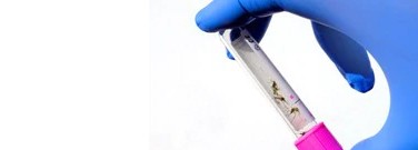 biology-archive-genetically-modified-mosquitoes-cut-viral-disease-1761