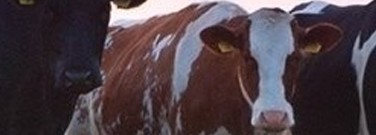 biology-archive-cultured-meat-could-help-save-environment-1761