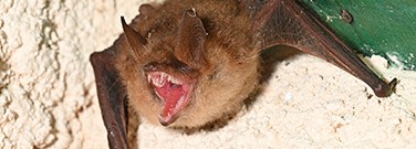 Fang-Tastic Fitness: Vampire Bats’ Unusual Metabolism
