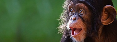 hd-ChimpVocalization-22-711-1720
