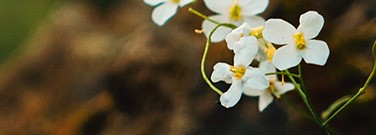 evolution-not-random-0520