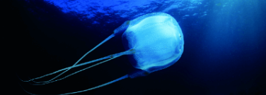 Experiments Reveal That Jellyfish May Learn Without Brains