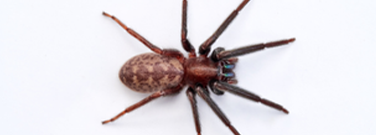 Spiders Need Rest, Too. But Do They Sleep?