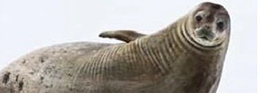 biology-archive-study-find-human-pathogens-gray-seals-1761