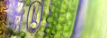 biology-archive-researchers-inch-closer-artificial-photosynthesis-1761