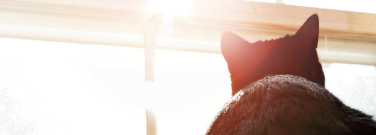From Fowl to Feline: The Evolution of Bird Flu