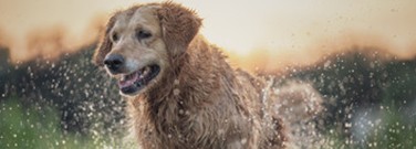 Chemistry-archive-why-does-wet-dog-smell-bad-1761
