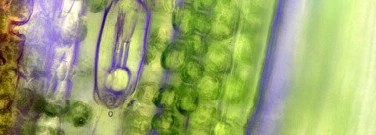 Chemistry-archive-researchers-inch-closer-to-artificial-photosynthesis-1761