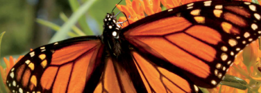 hd-Butterfly-0324
