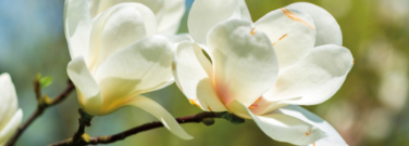 hd-Spring-0324