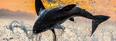 elementary-archive-10-fun-facts-about-sharks-1761