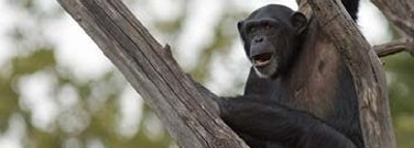 elementary-archive-chimps-communicate-through-rhythmic-drumming-1761