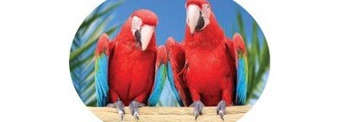 elementary-archive-birds-of-a-feather-1761