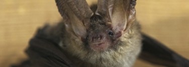 elementary-archive-join-the-bat-tour-1761