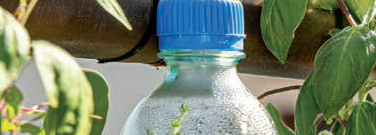 Upcycle Your Favorite Veggies