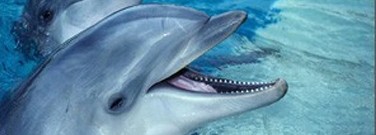 elementary-archive-bottle-nose-dolphins-may-address-loved-ones-1761