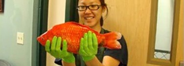 elementary-archive-invasion-giant-goldfish-1761