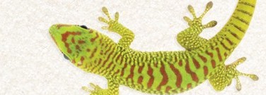 elementary-archive-humans-and-lizards-land-dreams-1761