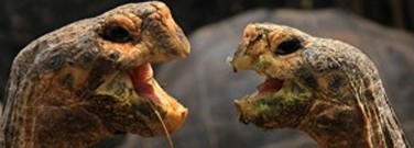 elementary-archive-bringing-back-baby-tortoises-1761