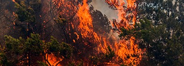wildfires-itch-m-2220