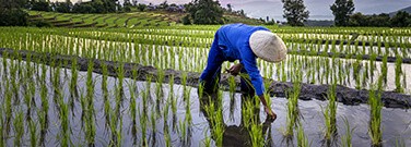 lab-reporter-rice-22