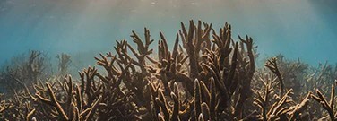 fish-lured-back-abandoned-coral-reefs-sound-arch-1761