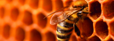Bees and Wasps Use Geometry to Construct Their Nests
