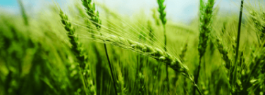 Genetic Super Crops May Help Us Fight Climate Change