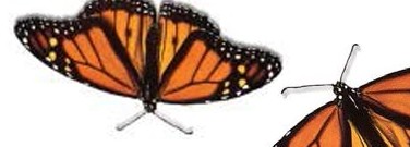 enviro-archive-conservationists-literally-killing-wwith-kindness-1761