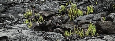 enviro-archive-a-volcanos-good-deeds-1761