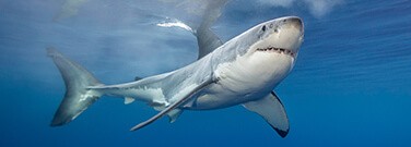 Telling Time with Teeth: Shark Dental Remains Reveal the Earth’s Past