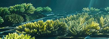 Submerged Solutions: How Artificial Reefs Rebuild Habitats