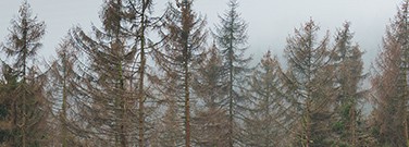 dead-trees-m-2220