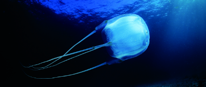 Experiments Reveal That Jellyfish May Learn Without Brains