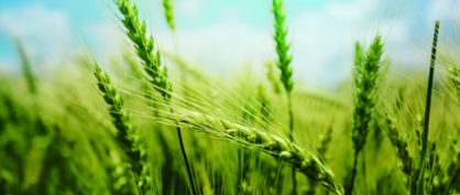 Genetic Super Crops May Help Us Fight Climate Change