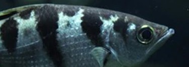 life-sciences-archive-facing-facts-about-fish-brains-1761