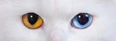 life-sciences-archive-geneticists-enter-feline-territory-1761