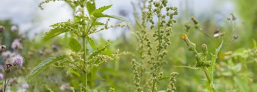 life-sciences-archive-invasion-superweeds-1761