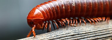 finally-millipede-name-0520