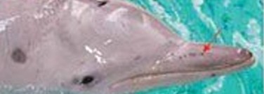 life-sciences-archive-the-dolphins-sixth-sense-1761